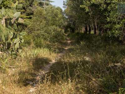 La passeggiata per� prosegue tranquilla, allietata dal canto degli uccelli e da un piccolo viottolo che incrociamo in prossimit� di un cactus